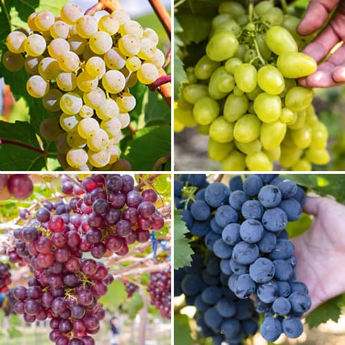 Promo Set! Komplet Grozdje Sorbet, 4 sadike slika 1 članek 6166