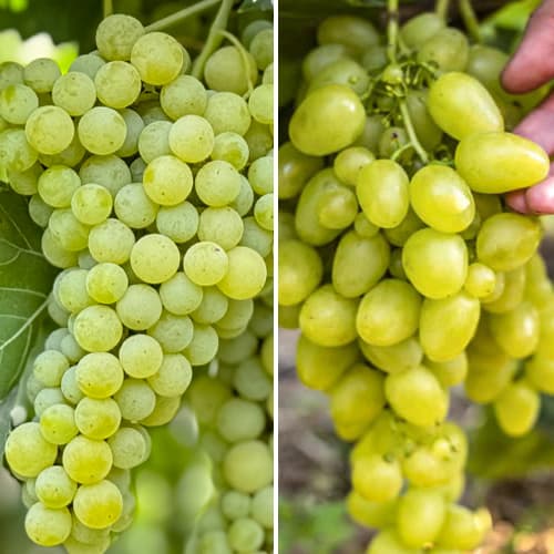 Promo Set! Komplet Grozdje Super, 2 sadiki slika 1 članek 6168