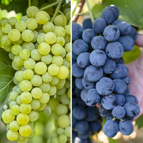 Promo Set! Komplet izjemno odpornih trt, 2 sadiki slika 1 članek 6167