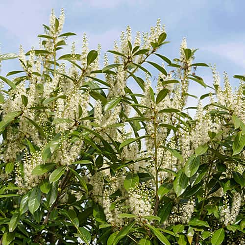 Prunus laurocerasus Rotundifolia, С2 slika 1 članek 7797