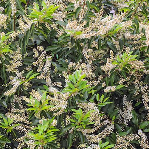 Prunus lusitanica Angustifolia, С2 slika 1 članek 7798