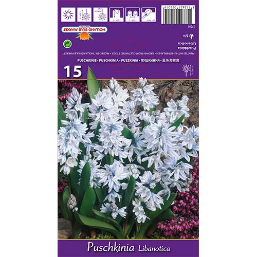 Puškinovka (Puschkinia) Alba slika 1 članek 67444