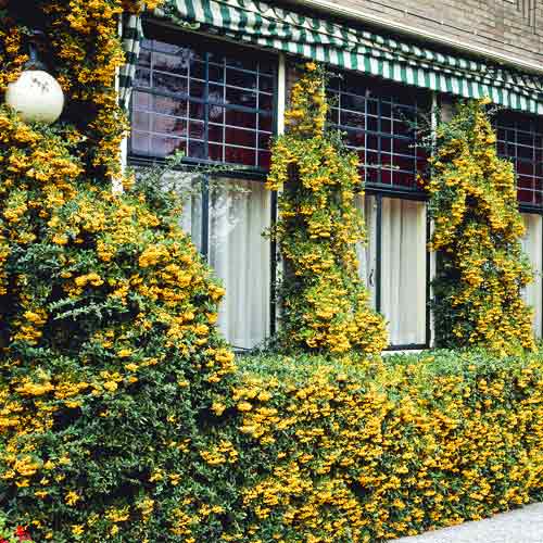 Pyracantha Golden Charmer, C3 slika 1 članek 7727