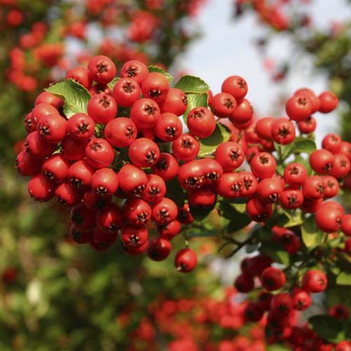 Pyracantha Red Column, С2 slika 1 članek 8571