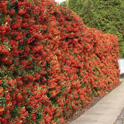 Pyracantha Red Column, C3 slika 1 članek 7728