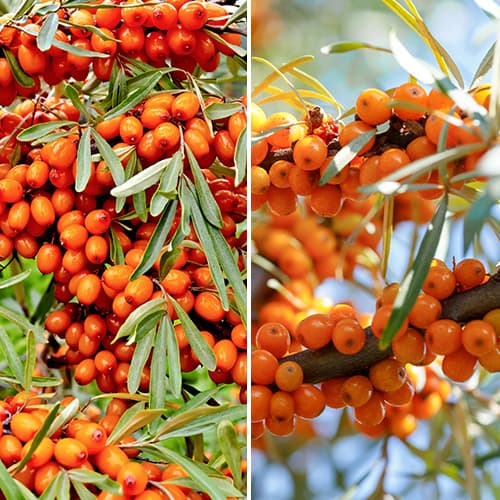 Rakitovec Komplet 2 sadiki slika 1 članek 5860