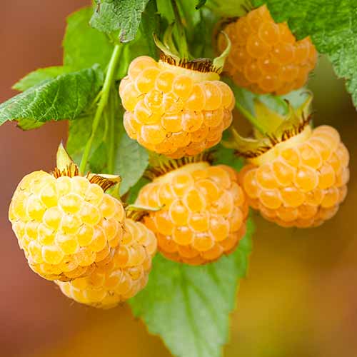 Remontantna malina All Gold slika 1 članek 7699