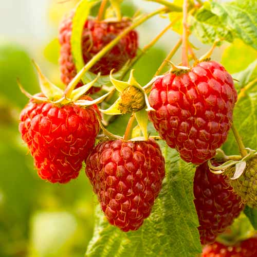 Remontantna malina Gigant Red, Р9 slika 1 članek 7536