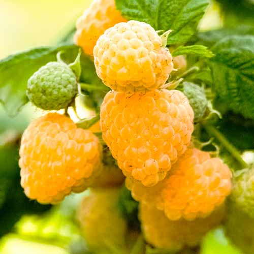 Remontantna malina Gigant Yellow, Р9 slika 1 članek 7535