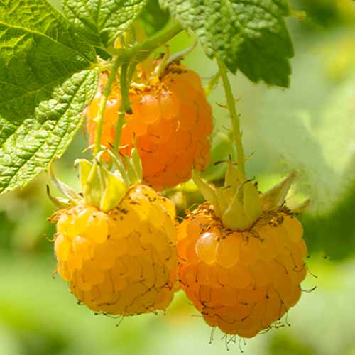 Remontantna malina Golden Queen, Р9 slika 1 članek 7608