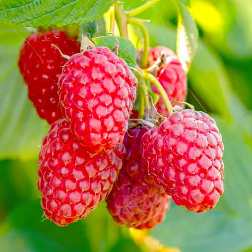 Remontantna malina Polana, Р9 slika 1 članek 7544