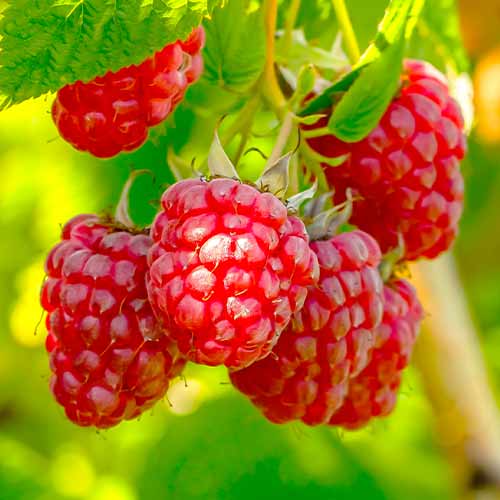 Remontantna malina Polka, Р9 slika 1 članek 7545