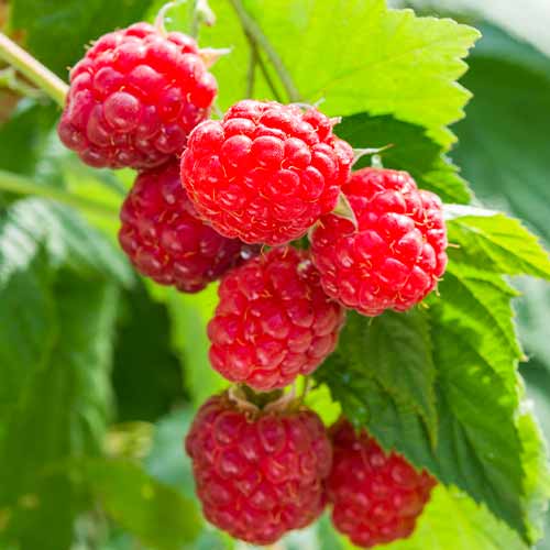 Remontantna malina Sugana, Р9 slika 1 članek 8036