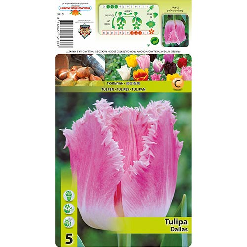 Resičast tulipan Dallas slika 1 članek 67694