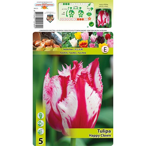 Resičast tulipan Happy Clown slika 1 članek 68398