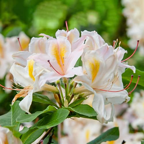 Rhododendron Arima, С2 slika 1 članek 8262