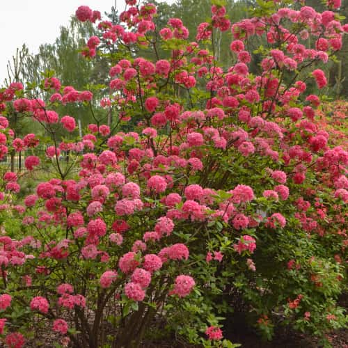 Rhododendron Homebush, С2 slika 1 članek 8263