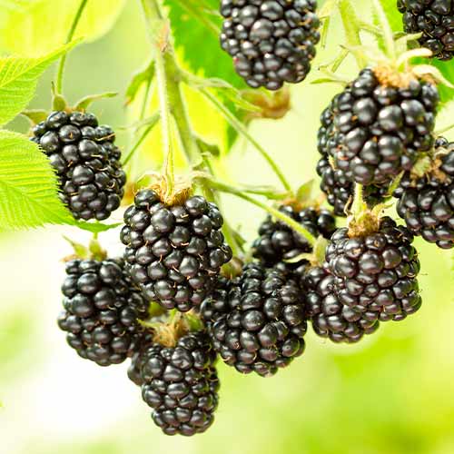 Robida Black Satin, Р9 slika 1 članek 7692