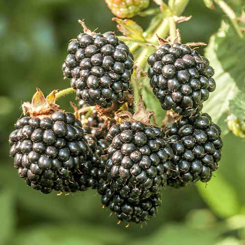 Robida Chester slika 1 članek 7612