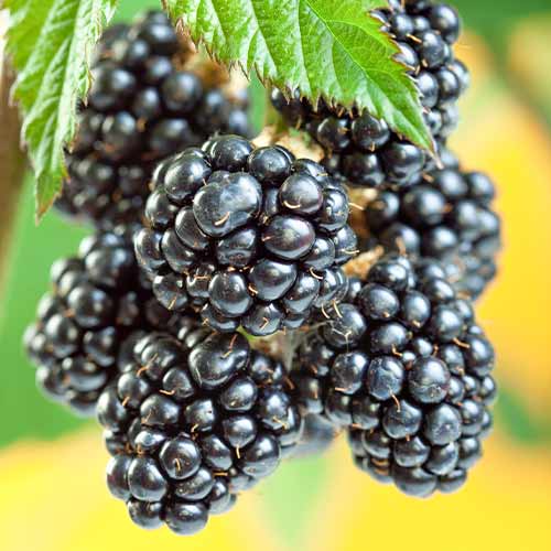 Robida Gigant, Р9 slika 1 članek 7506