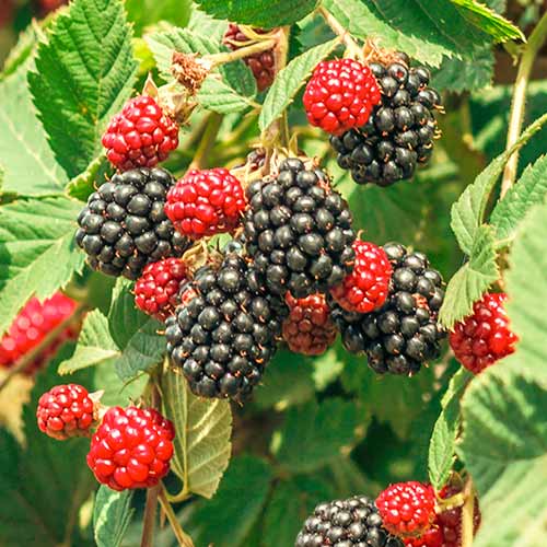 Robida Loch Ness, Р9 slika 1 članek 7651