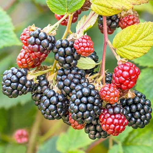 Robida Navaho slika 1 članek 7504