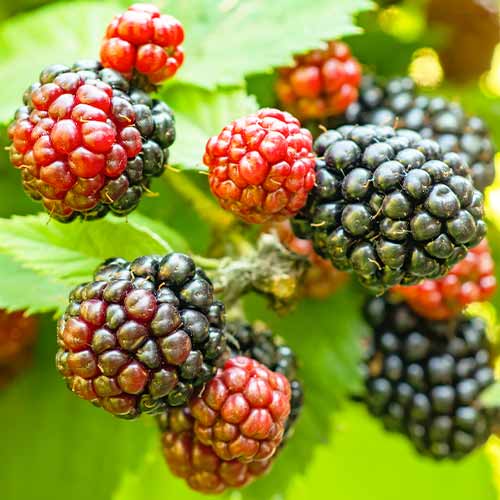 Robida Tricolor slika 1 članek 5835