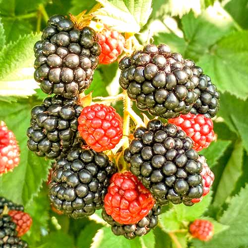 Robida Triple Crown slika 1 članek 8020