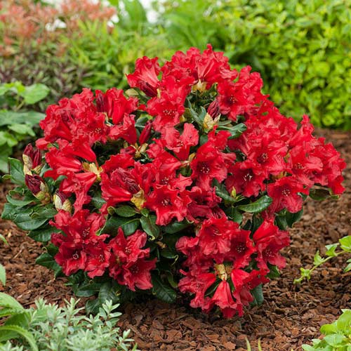 Rododendron Doloroso, C2 slika 1 članek 1578