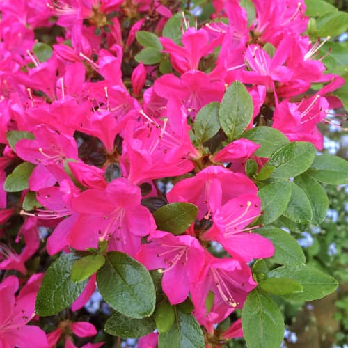 Rododendron Geisha Purple slika 1 članek 9554