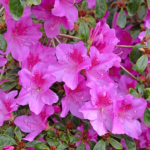 Rododendron Konigstein, P9 slika 1 članek 5643