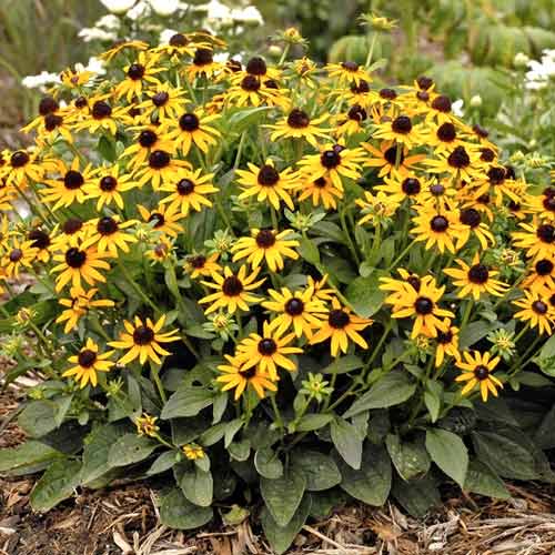 Rudbekija Little Goldstar, С2 slika 1 članek 8572