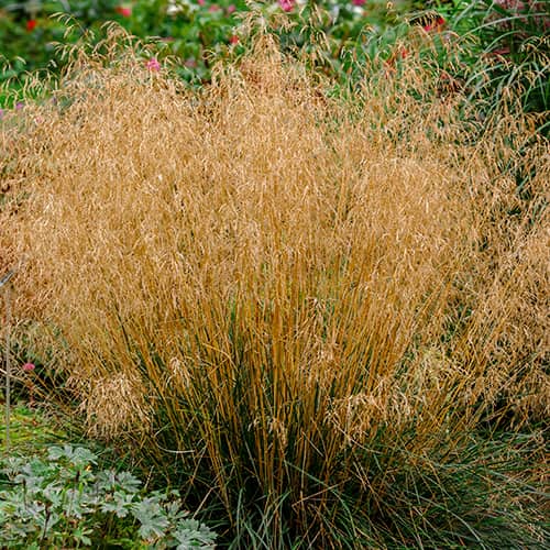 Rušnata masnica Northern Lights slika 1 članek 5655