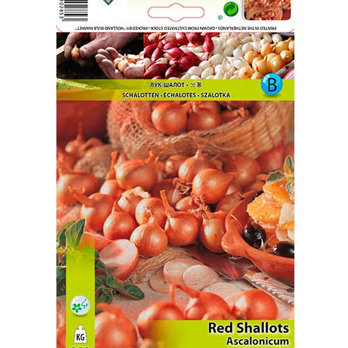 Šalotka rdeča slika 1 članek 70499
