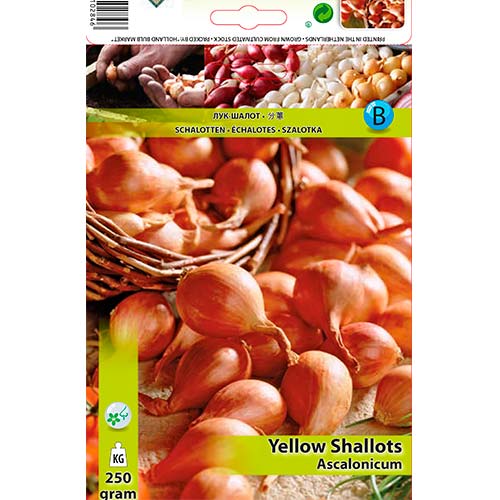 Šalotka rumena slika 1 članek 70498
