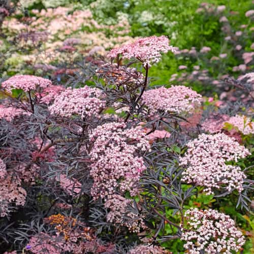 Sambucus nigra Black Lace Eva, С2 slika 1 članek 8265