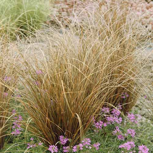 Šaš Red Rooster PBR, С3 slika 1 članek 8519