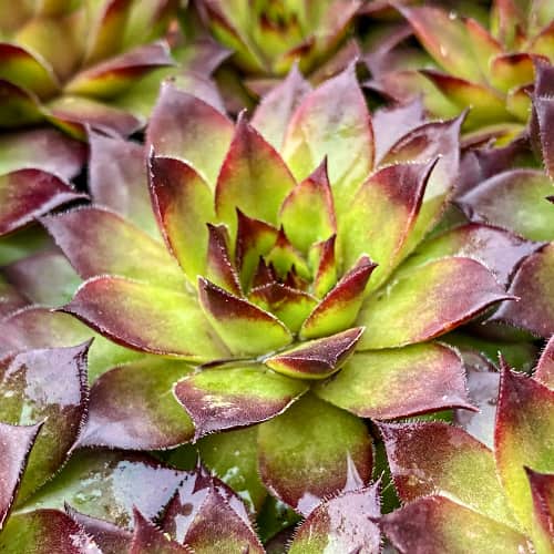 Sempervivum Cassiopea, С2 slika 1 članek 8266