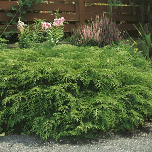 Sibirska mikrobiota, C2 slika 1 članek 7746