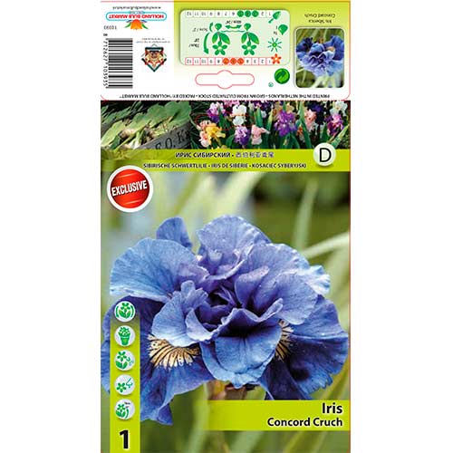 Sibirska perunika Concord Crush slika 1 članek 76286