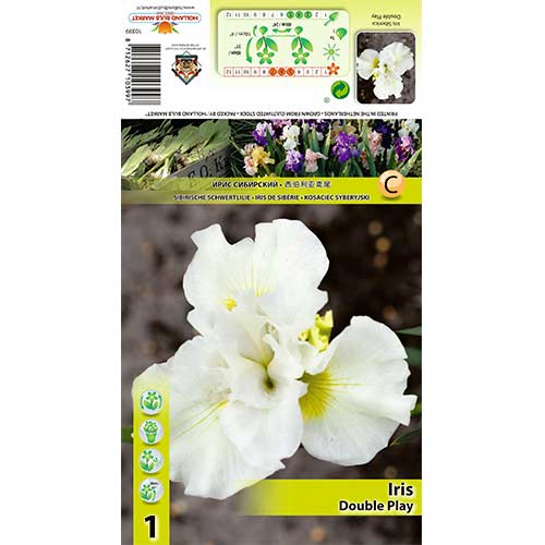 Sibirska perunika Duble Play slika 1 članek 70420