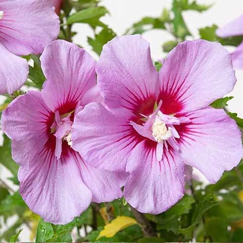 Sirski oslez (hibiskus) Maike, С2 slika 1 članek 9667