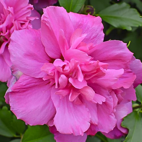 Sirski oslez (hibiskus) Sanchoyo, С2 slika 1 članek 9668