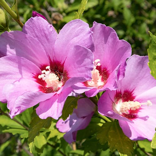 Sirski oslez (hibiskus) Woodbridge slika 1 članek 4725