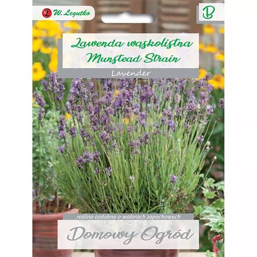 Sivka (lavanda) Munstead Strain slika 1 članek 87120