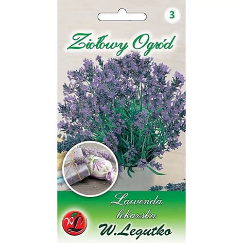 Sivka (lavanda) Legutko slika 1 članek 69675