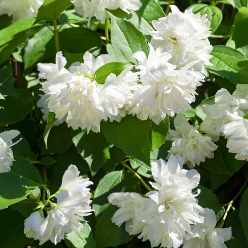 Skobotovec Manteau d'Hermine slika 1 članek 2038