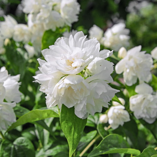 Skobotovec Minesota Snowflake slika 1 članek 2039