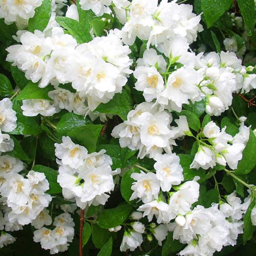 Skobotovec Mont Blanc slika 1 članek 9108