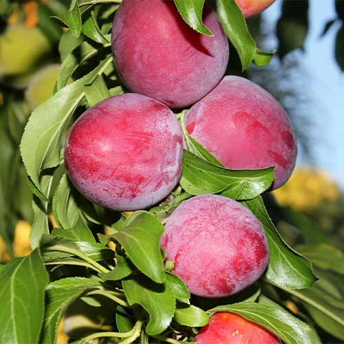 Sliva (stebričasta) Red Lure slika 1 članek 2022